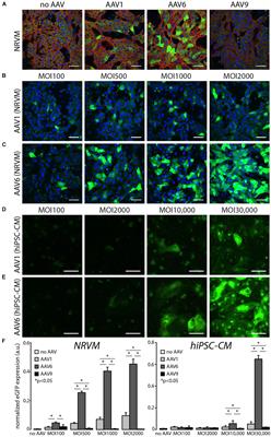 Adeno-Associated Virus Mediated Gene Delivery: Implications for Scalable in vitro and in vivo Cardiac Optogenetic Models